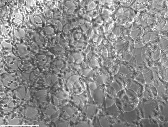 Microgels generated by the turbinator, being used to evaluate cell culturing